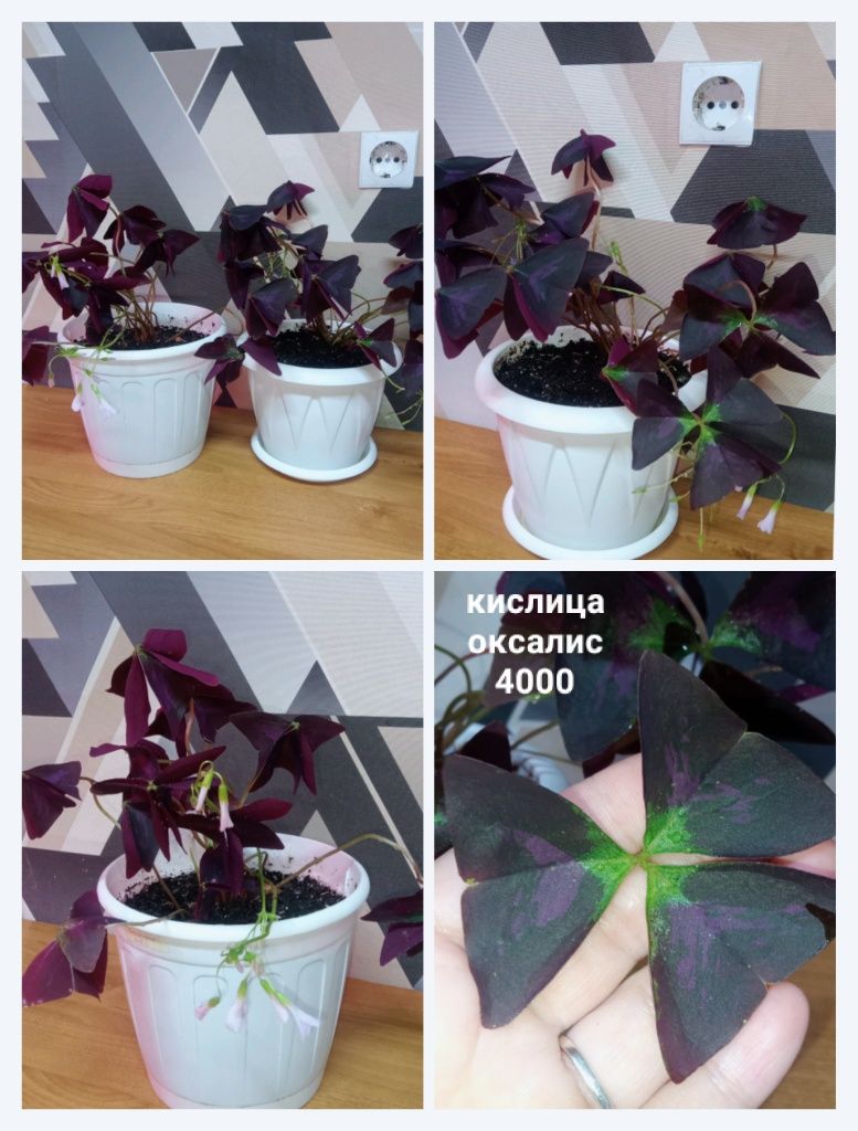 Срочно распрадаю комнатные растения