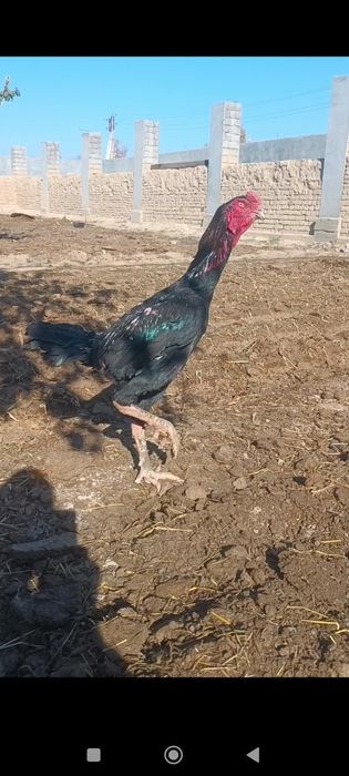 турк хуроз карис тавук