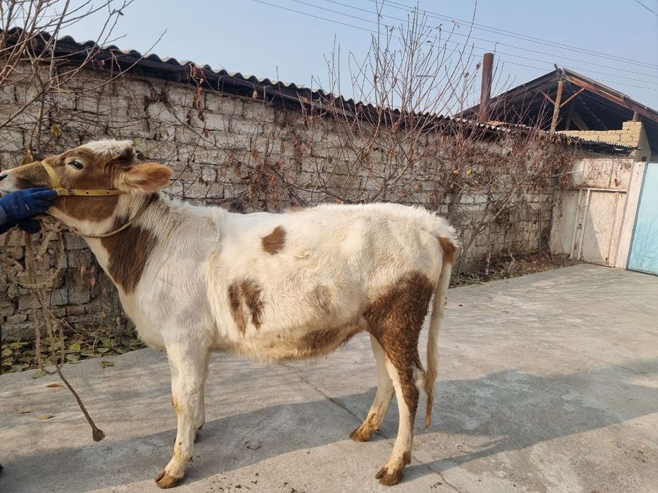 Sotiladi bugoz hunojinlar