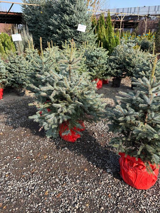 Елка В Горшке Новогодняя голубая и зеленая Ель в горшках живые