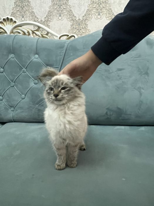 Продается пушистый котенок, нейва-маскарадной породы