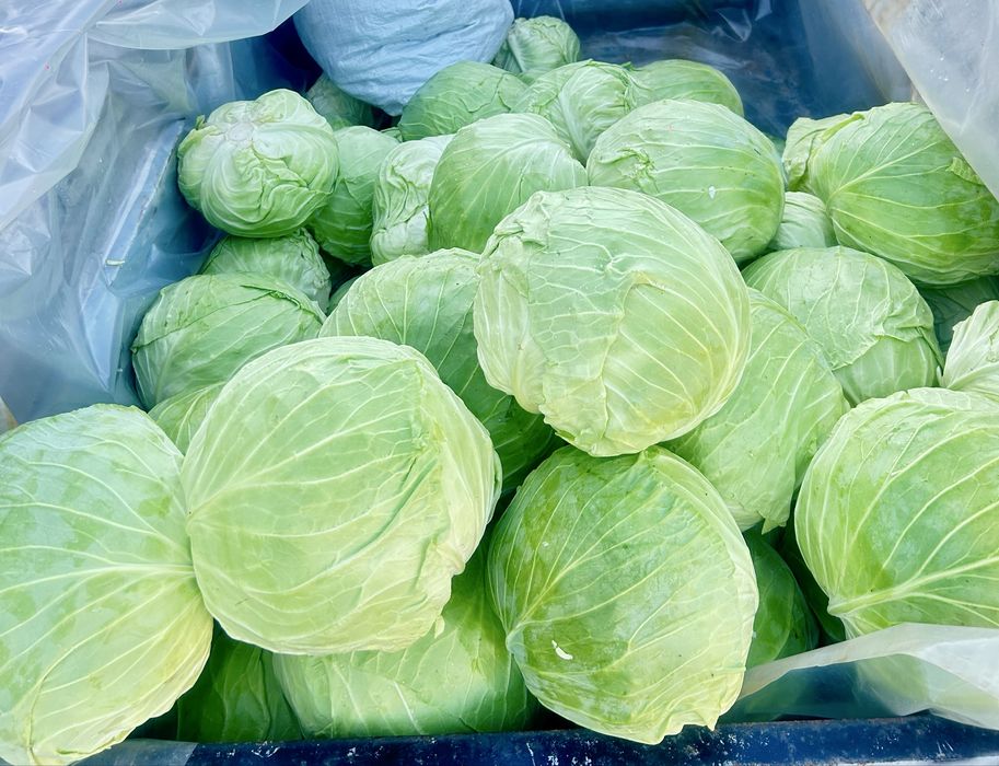 Продава се зеле сорт Марлу и Чиърс– на едро по 0,70 лв/кг