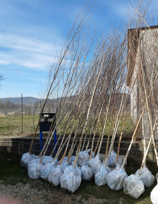 Mesteacăn mutitulpinar cu coaja alba decorativ, tei argintiu, platani