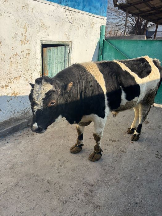Продам бычка 1 год и 8 месяцев