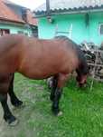 Vând iapă 9ani trage bine