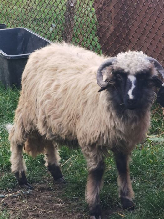 Vând noatin 350 de lei