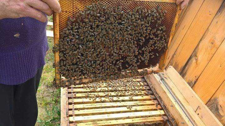 Albine de vanzare cu lazi
