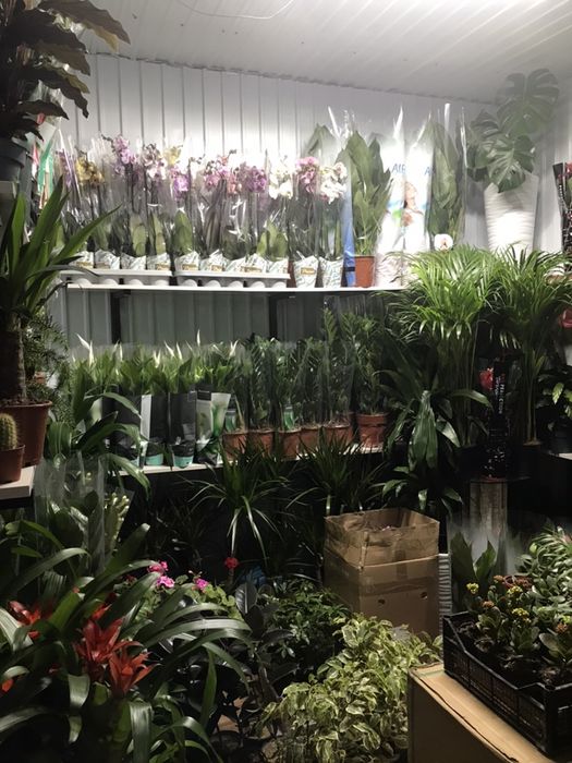 Цветы в горшочках