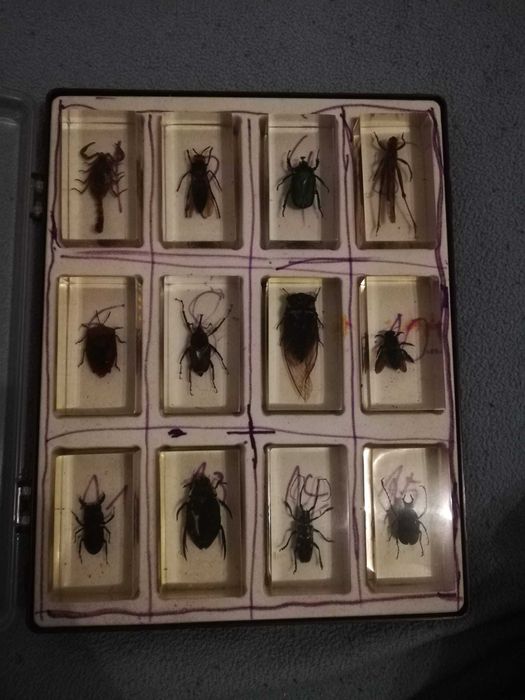 Colectie insecte reale (volumele 1-17) stare buna