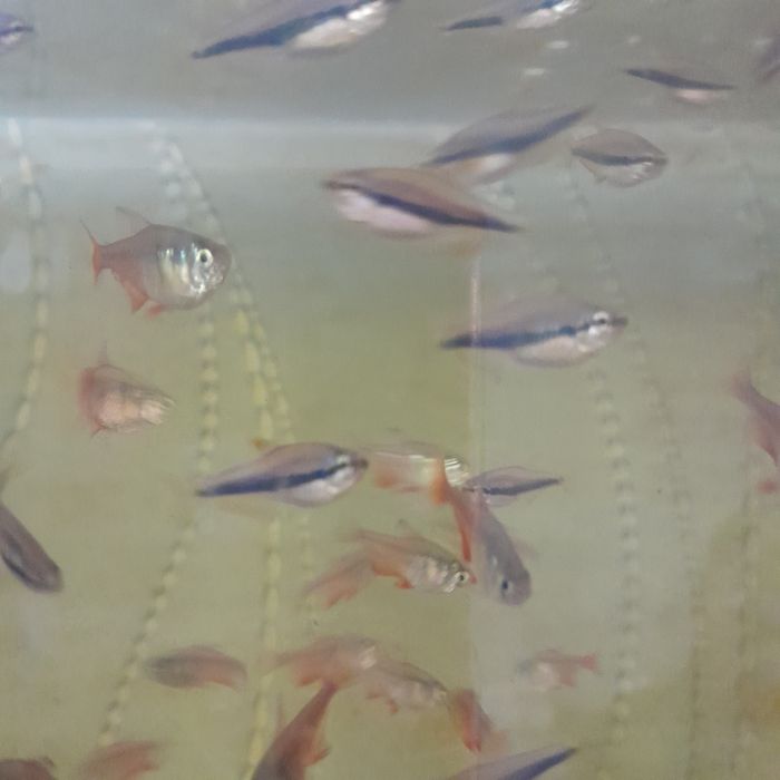 Аквариумная рыбка тетра кэри