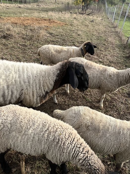 Vand schimb berbec sullfok 16 luni cu ile de france