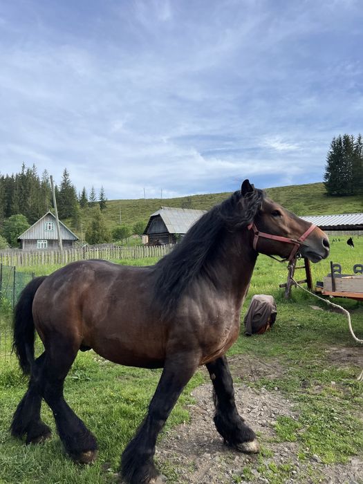 vand cal 4 ani mai multe detalii la telefon