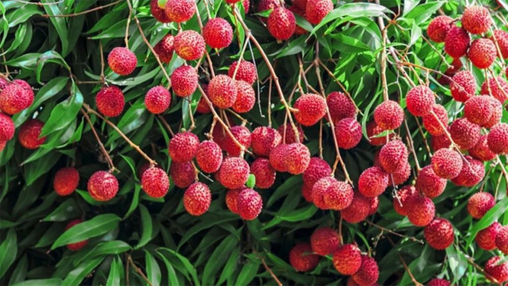 Arbuști Fructiferi  Litchi
