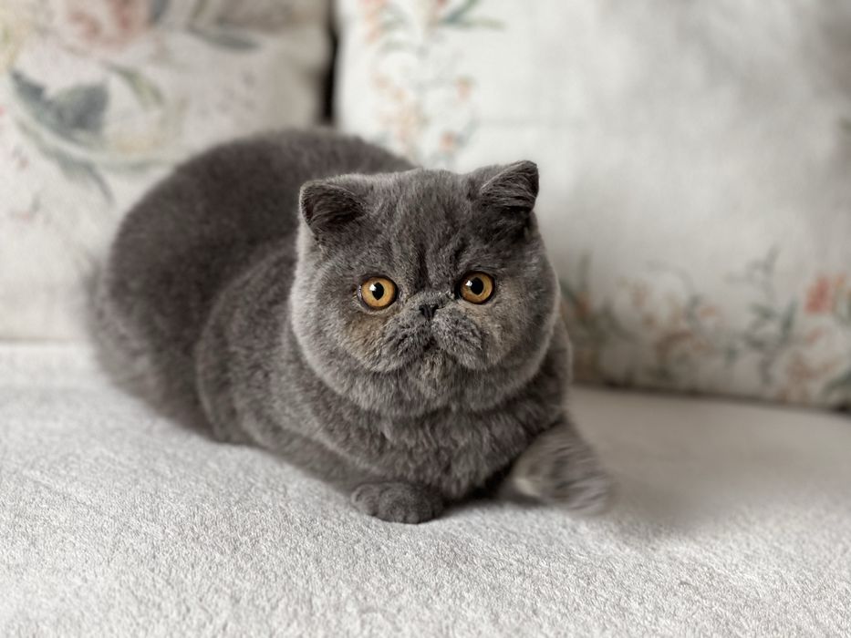 Елитно плюшено екзотично късокосместо коте
