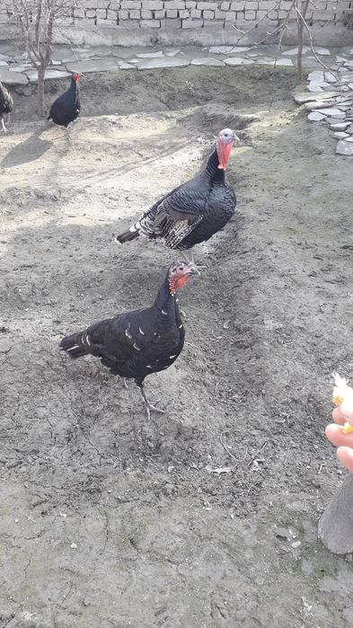 Kurka ( G‘uli g‘uli) sotiladi