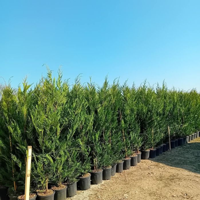 Leylandii 2.5m- 2.5m gard viu/ gazon rulou sport/ calitate premium