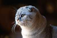 Скоттиш фолд Scottish fold