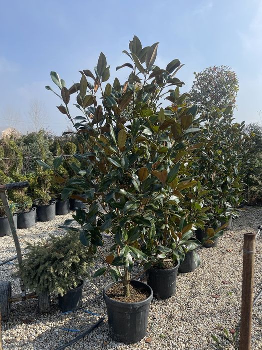 Plante ornamentale calitate superioara