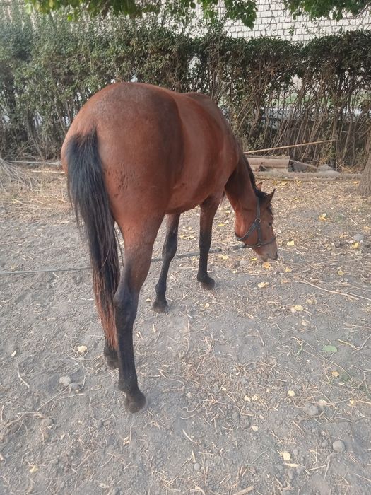 Бия той 1.5 яшар озимники