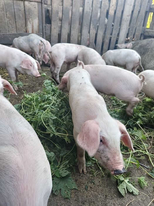 Продам поросят 1,5месяц