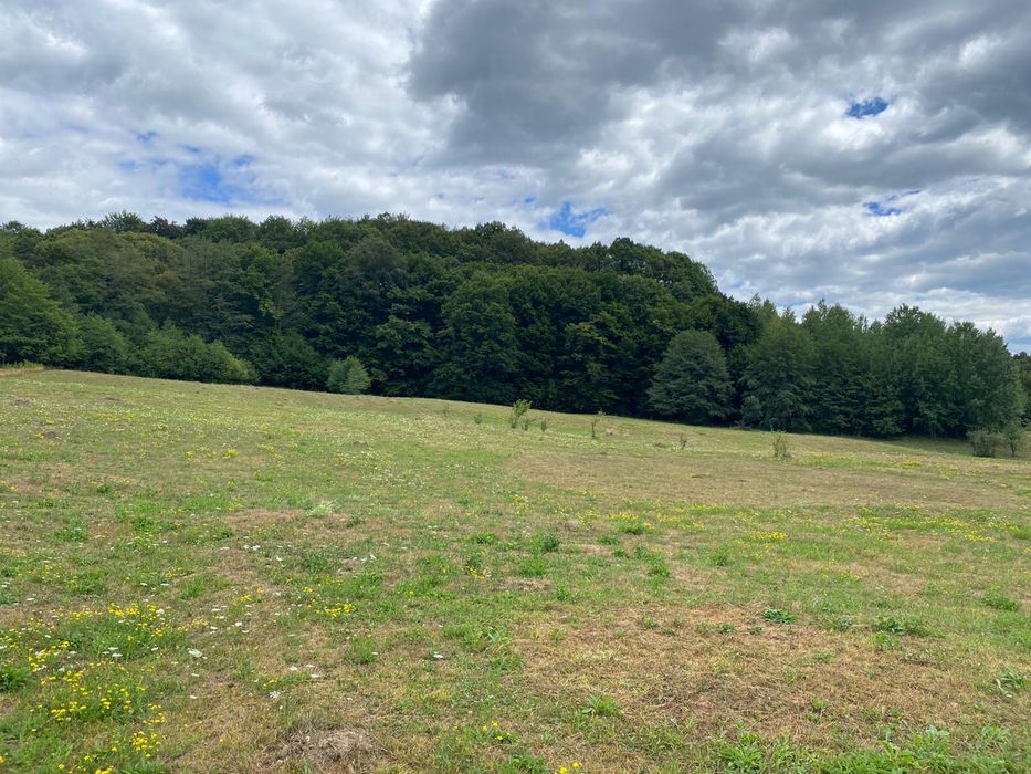 Vand teren Draghici !