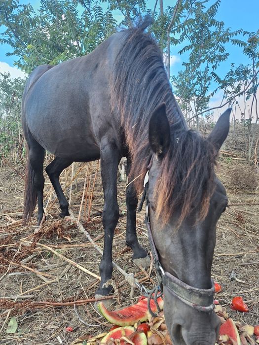 Vand iapa cu varsta de 3 ani cu manz