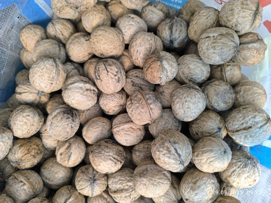 Гретские орехи сбор 2025