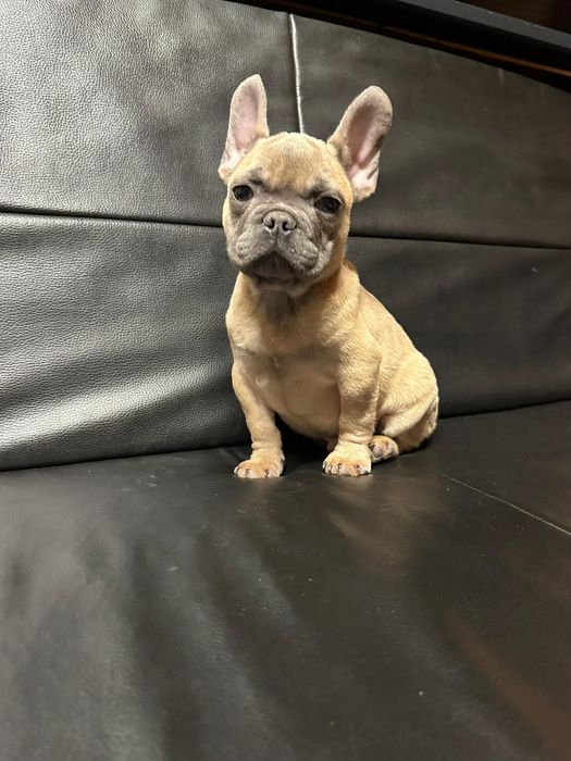 Bulldog francez blue fawn