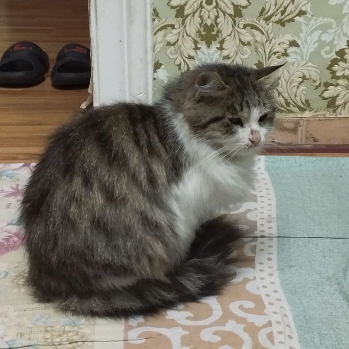 Кошка в добрые руки