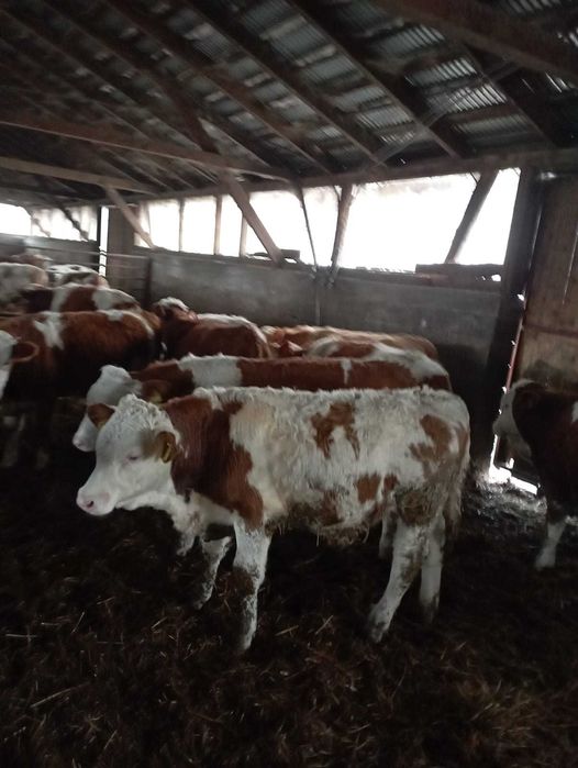 Viţei si vițele bălțată de carne