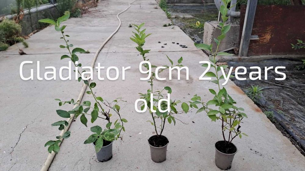 Разсад боровинки