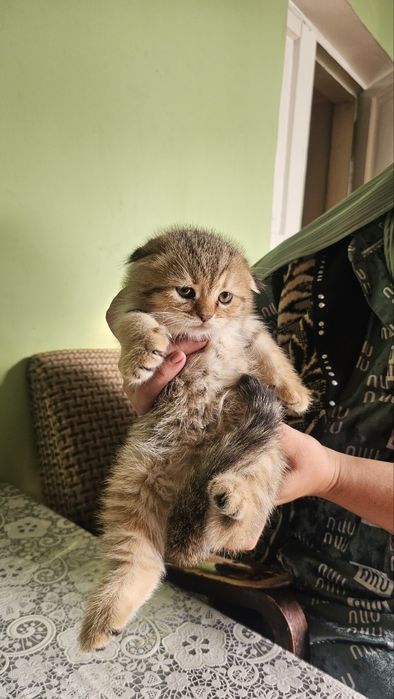 Mushukchlar sotiladi