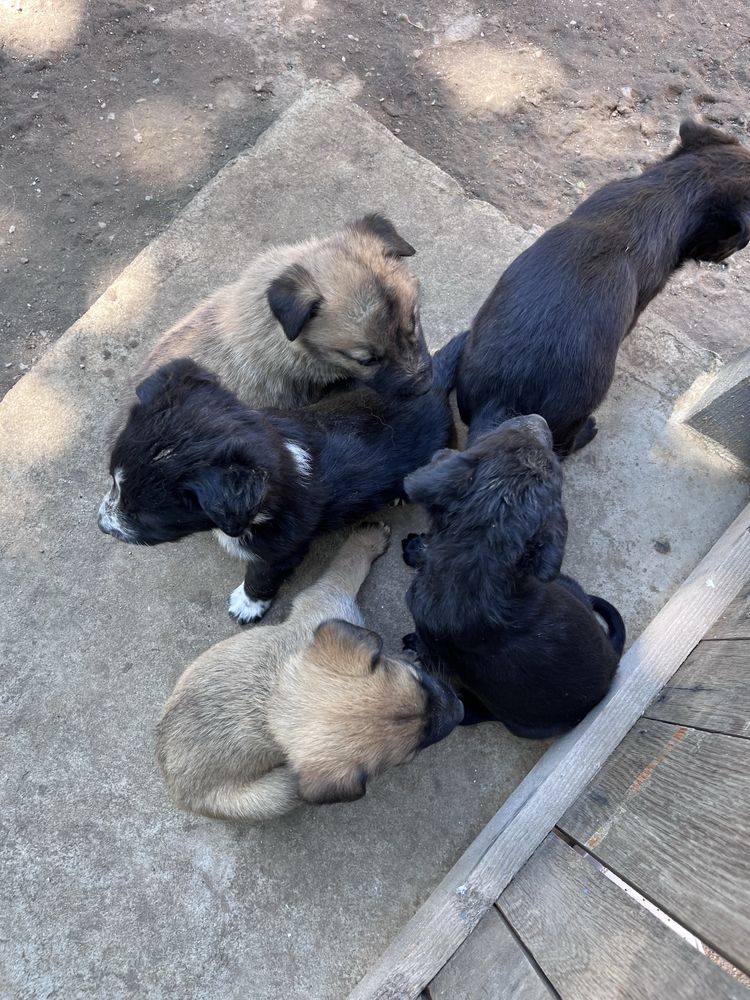 Catei golden retriver