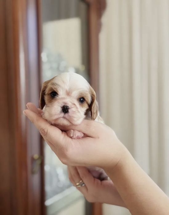 Кавалер кинг чарльз