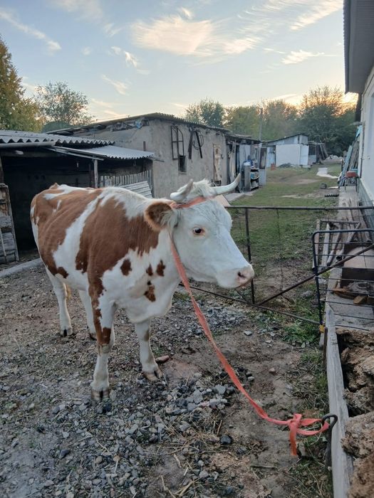 Продам корову стельная