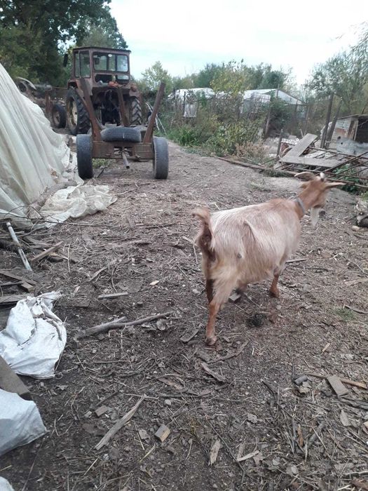 vand capra tanara