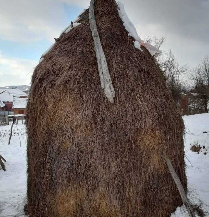 Vand 2 capițe de fân