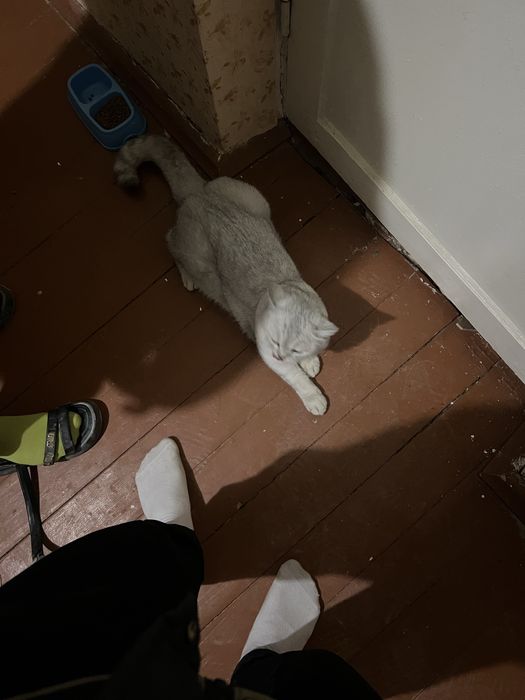 Vyaska xizmati toza qon