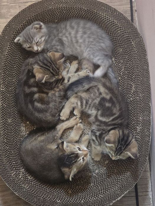 Кошка золотистая шиншилла