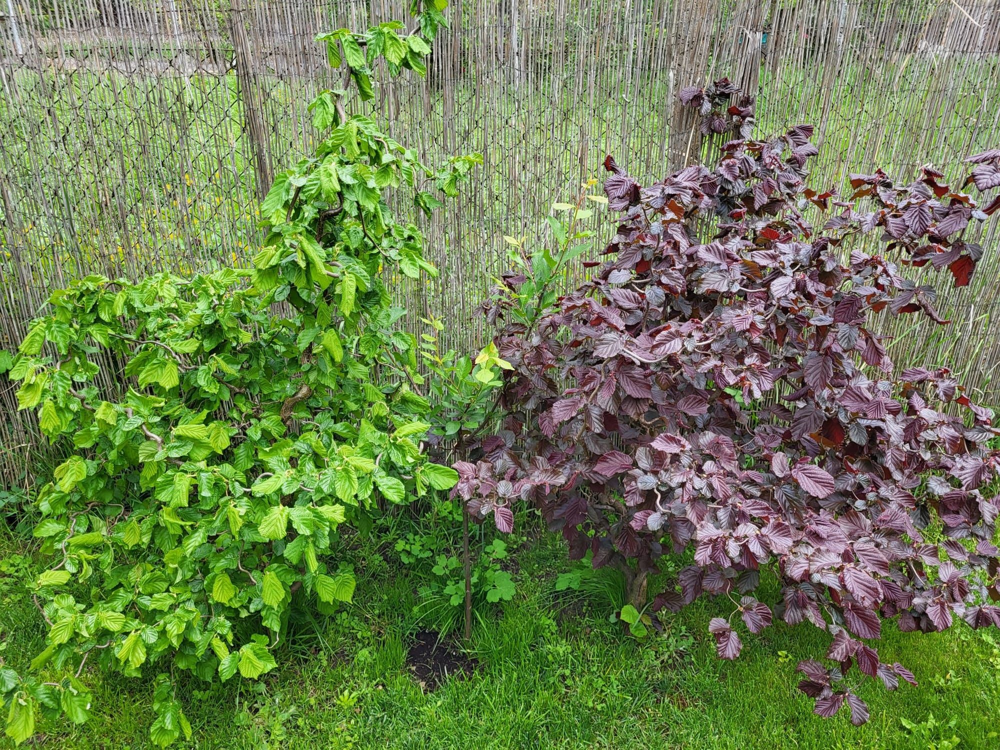 Vând Alun Cret(Cârlionțat), Roșu și Verde