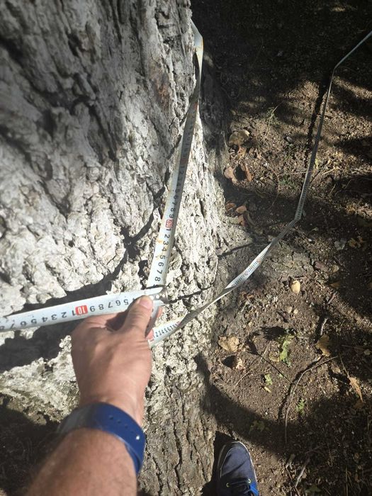 Vand lemn de nuc brut netaiat