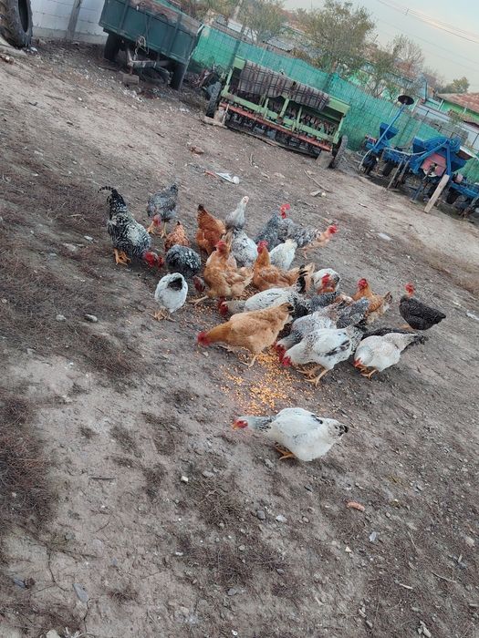 Păsări de curte tinere