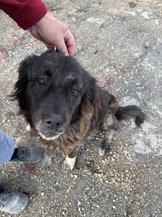 Куче търси нов дом