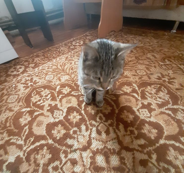 Отдам даром кота