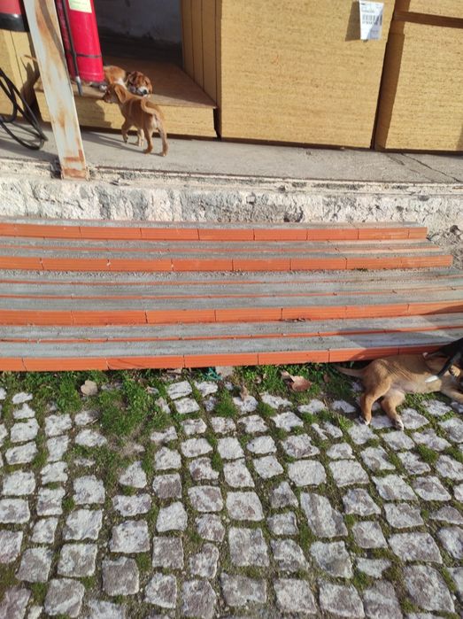 Подарявам малки кучета и майката