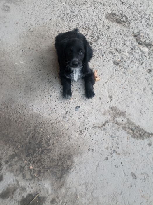 Спаниель кучук лари сотилади