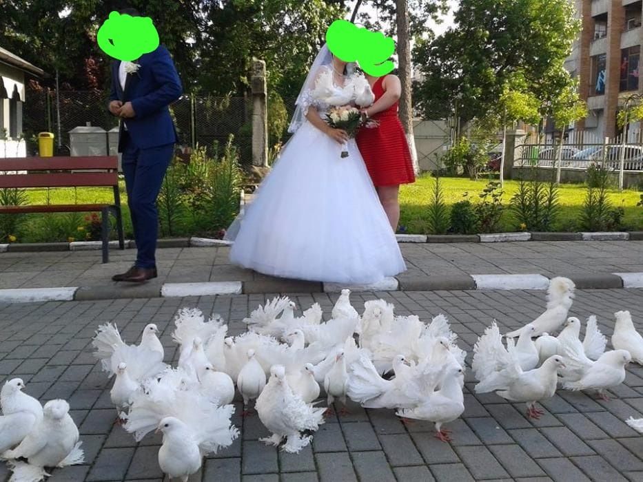 Porumbei pentru evenimente nunti