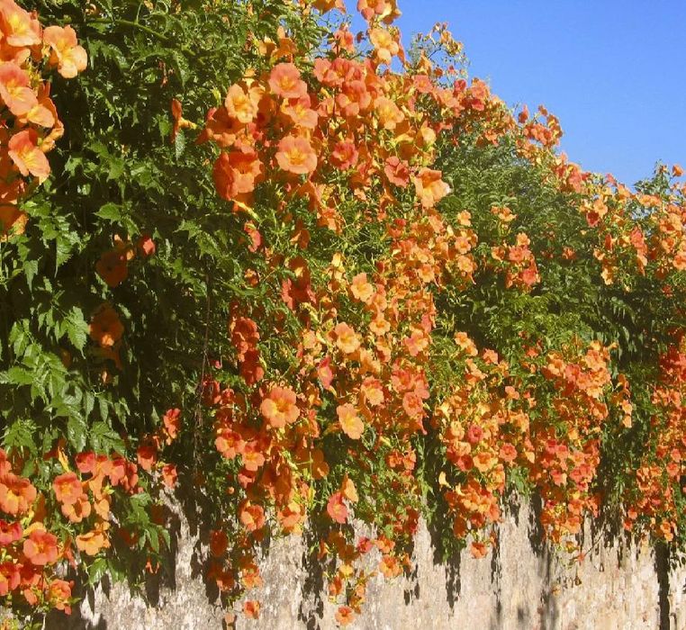 Лиана садовая вьющаяся