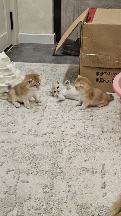 Toza zotlik britan mushuk bolalari ny12 ny11