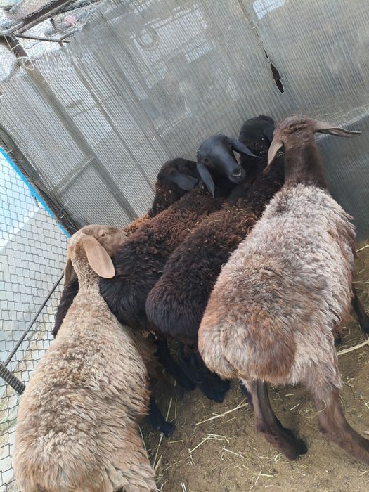 Овцы молодняк, весенние